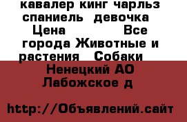  кавалер кинг чарльз спаниель -девочка › Цена ­ 45 000 - Все города Животные и растения » Собаки   . Ненецкий АО,Лабожское д.